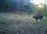 Tract 14 Hamilton-Lee Road - Photo 15