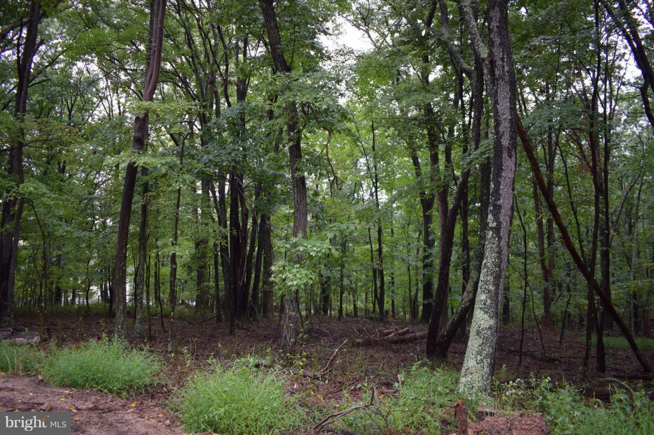 unknown Leaning Oak - Photo 1