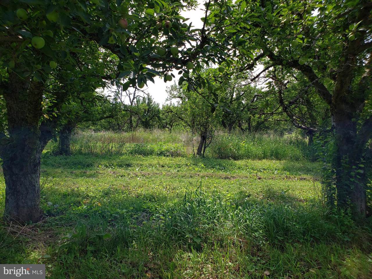 Little Georgetown - Photo 1