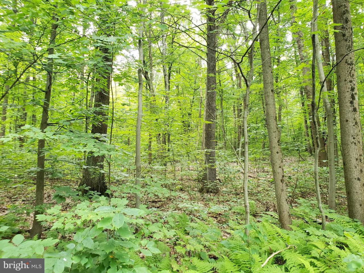 0 Wildcat Trail - Photo 1