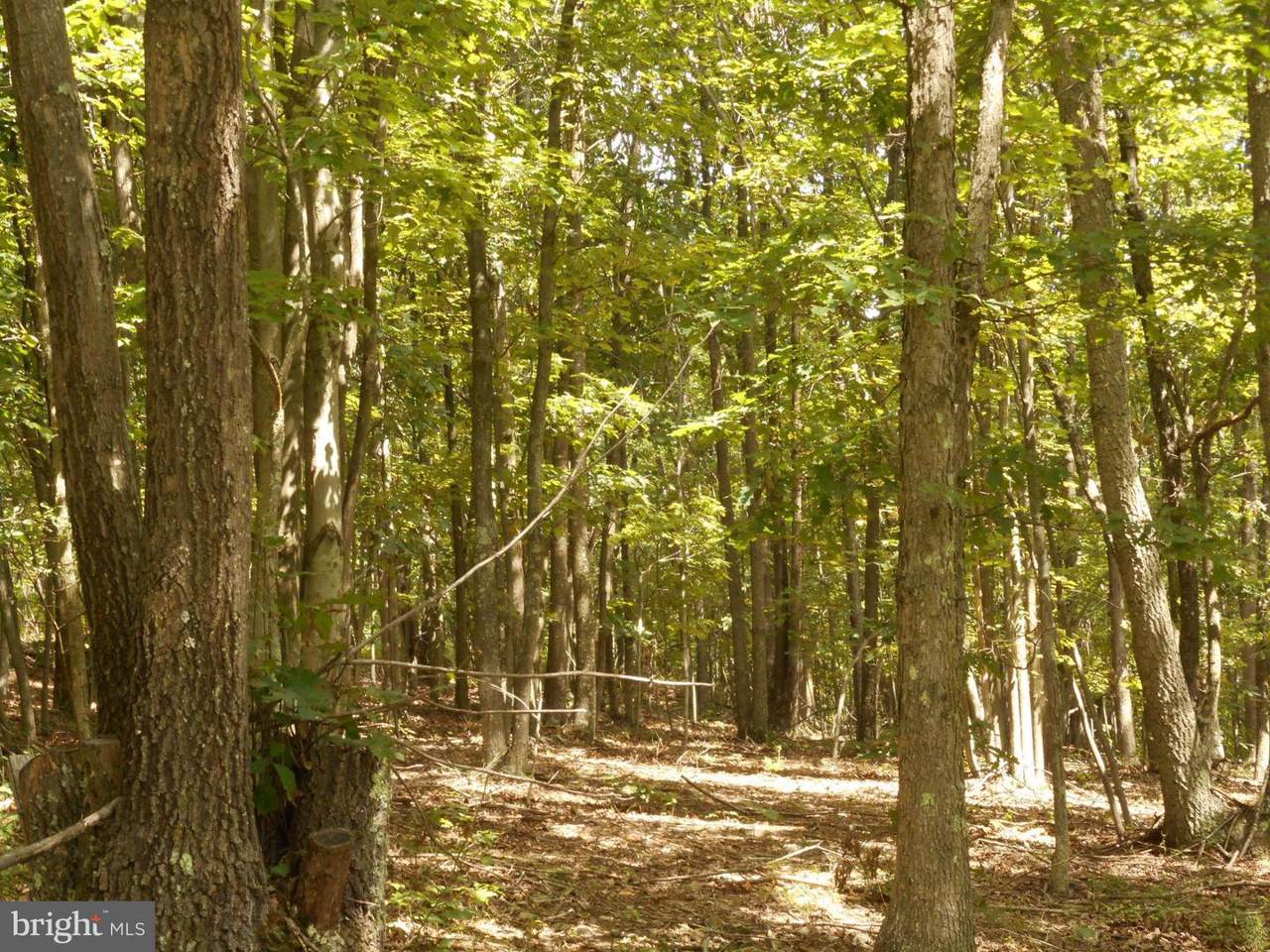 Rhododendron Trail - Photo 1