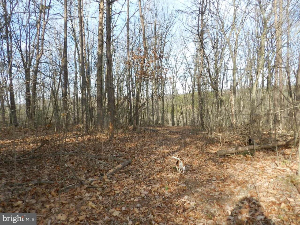 Wardensville Grade - Photo 1