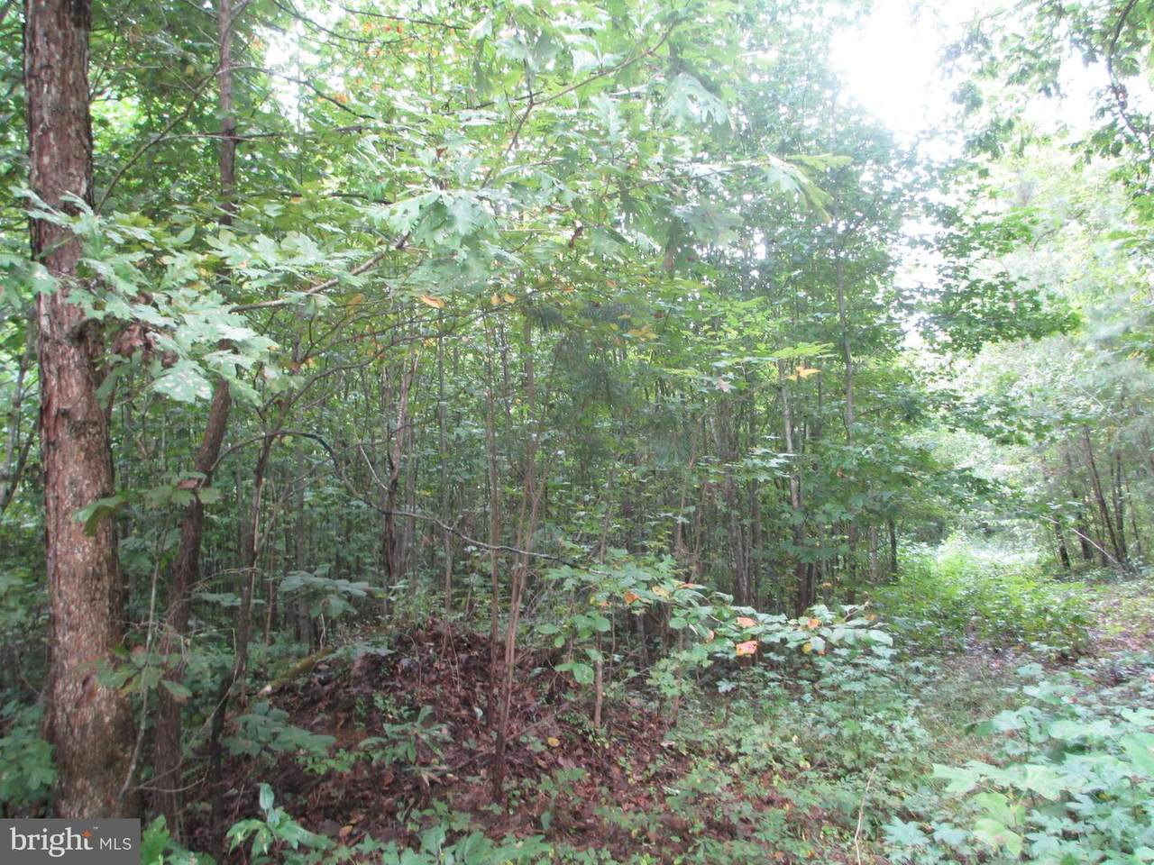 11221 Piney Forest Drive - Photo 1