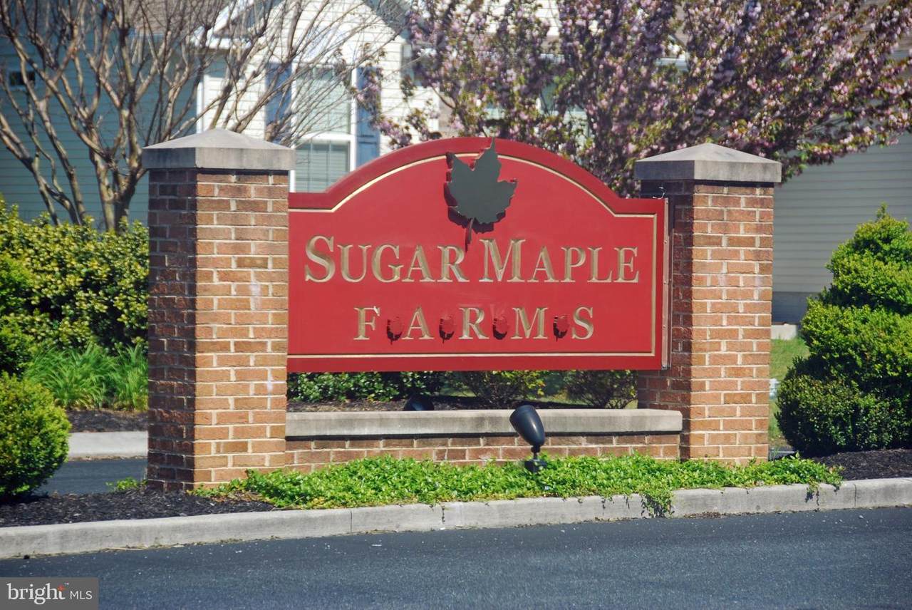 Sugar Maple - Photo 1 Sugar Maple - Photo 1