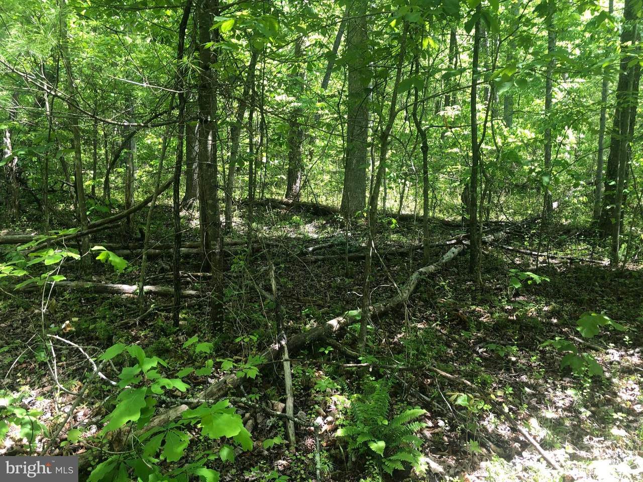 TBD Sophies Pine Lane - Photo 1
