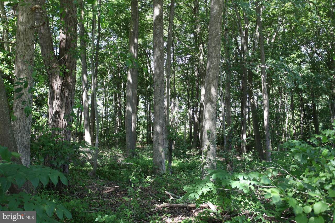 Lot 18 White Oak Lane - Photo 1