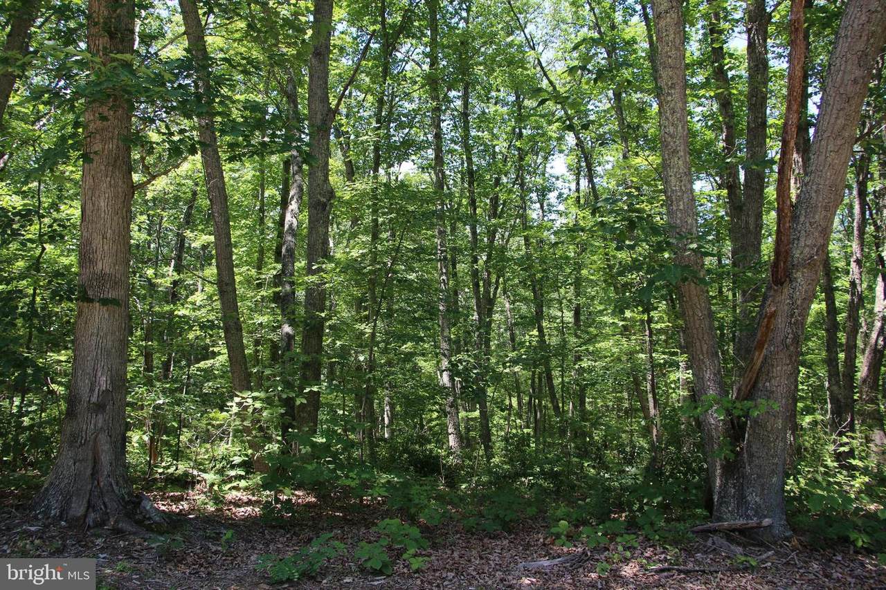 Woodman Trail - Photo 1