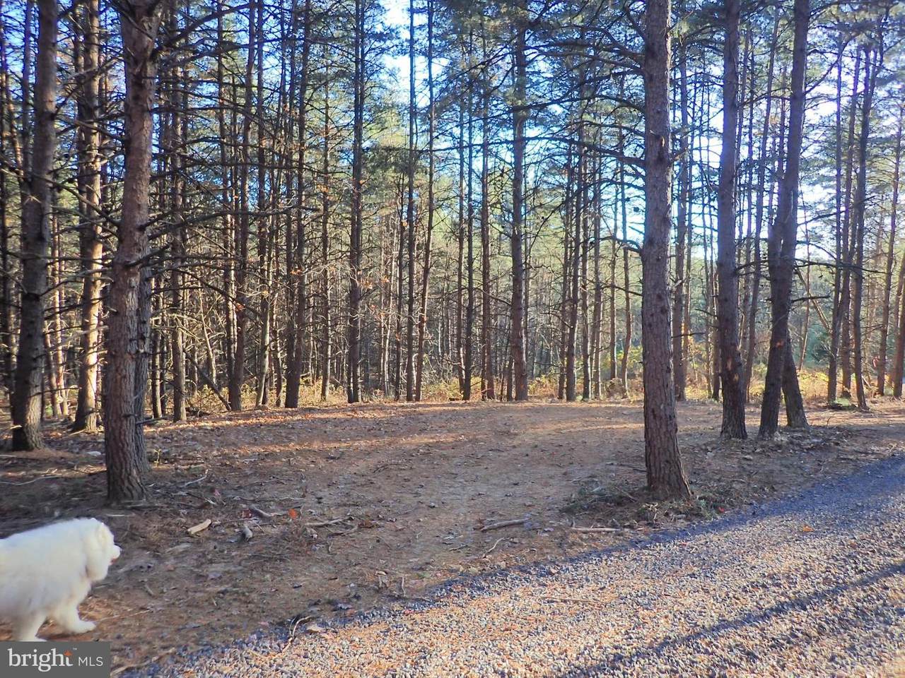 Lot 60 Ruckman Road - Photo 1