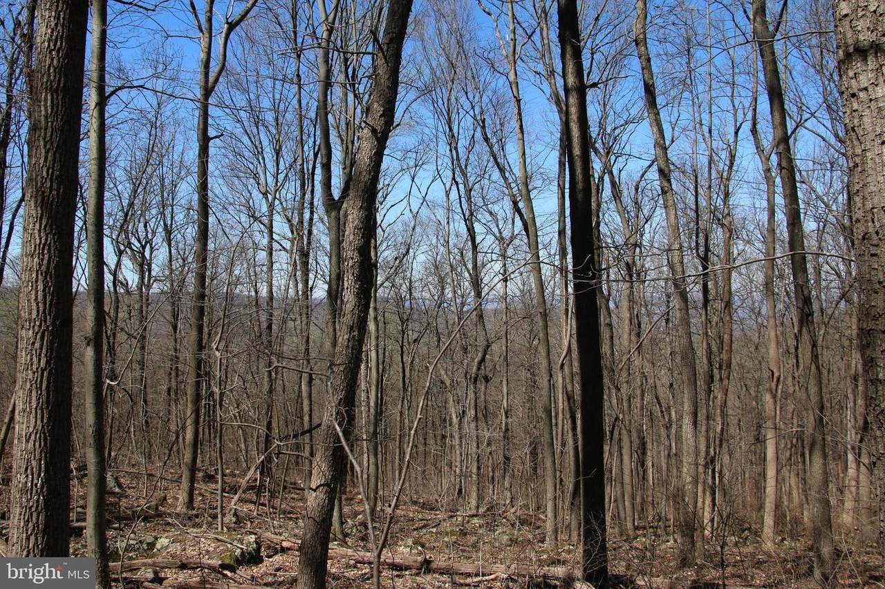Forest Drive - Photo 1