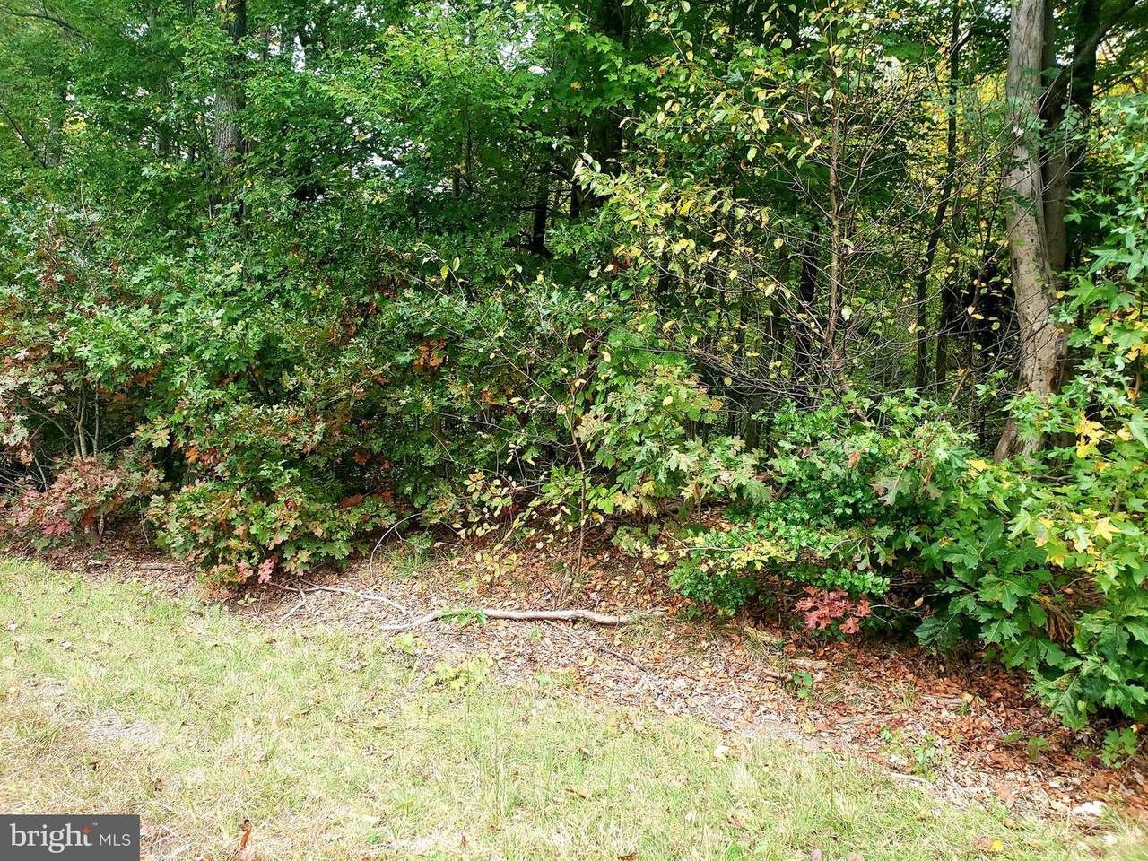 0 Light Horse Forest - Photo 1