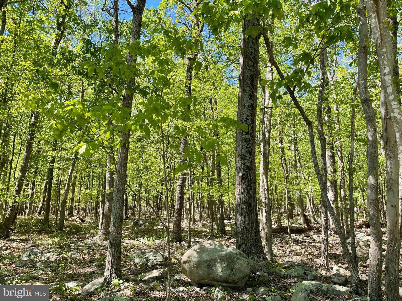 Buck Court - Photo 1