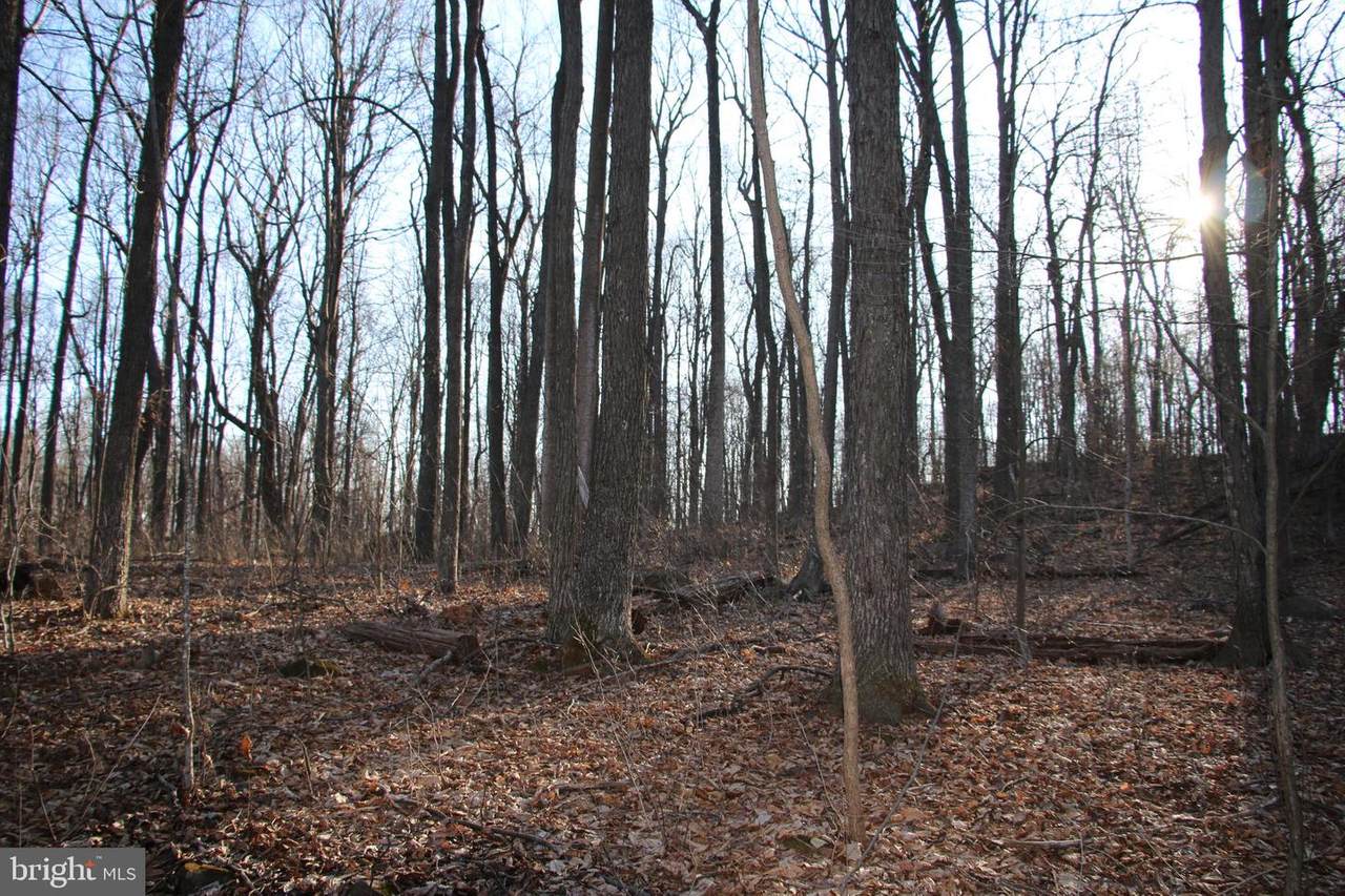 Forest Drive - Photo 1