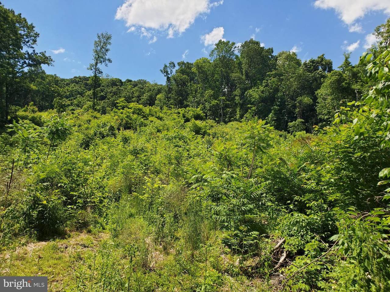 Thicket Drive - Photo 1