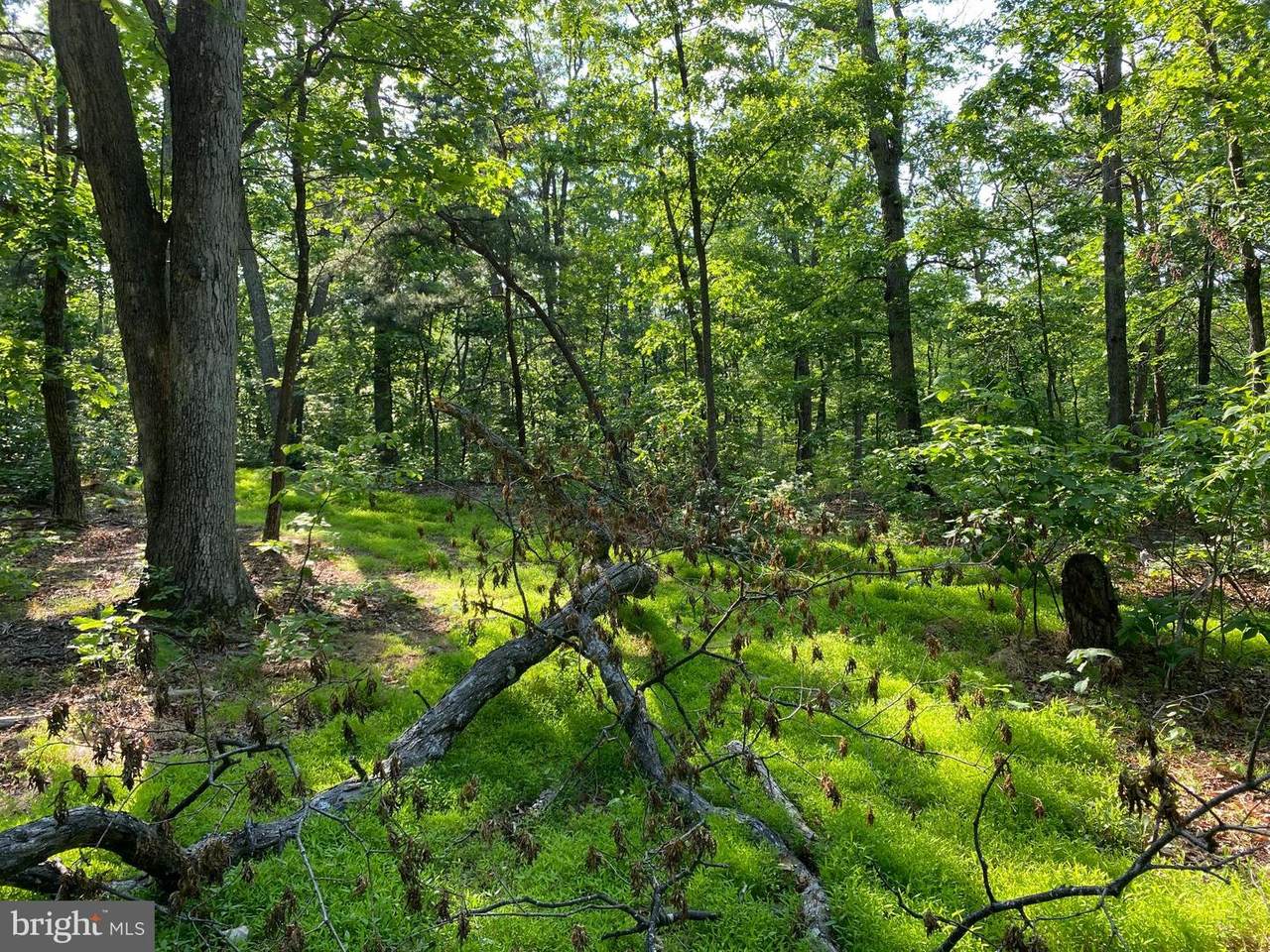 Bear Run Road - Photo 1