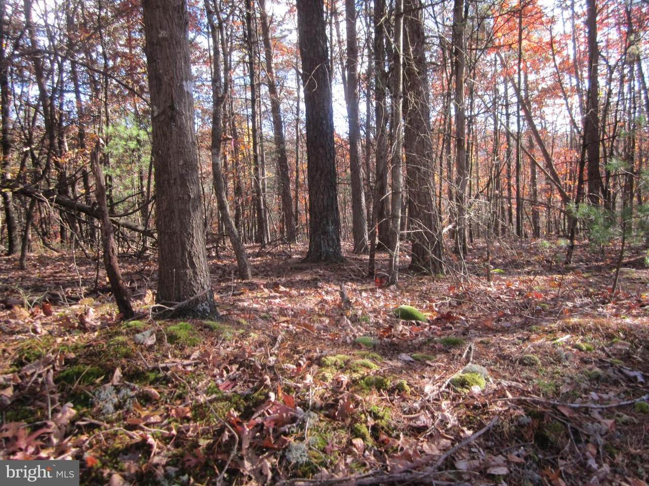 Cottonwood And Hemlock - Photo 1