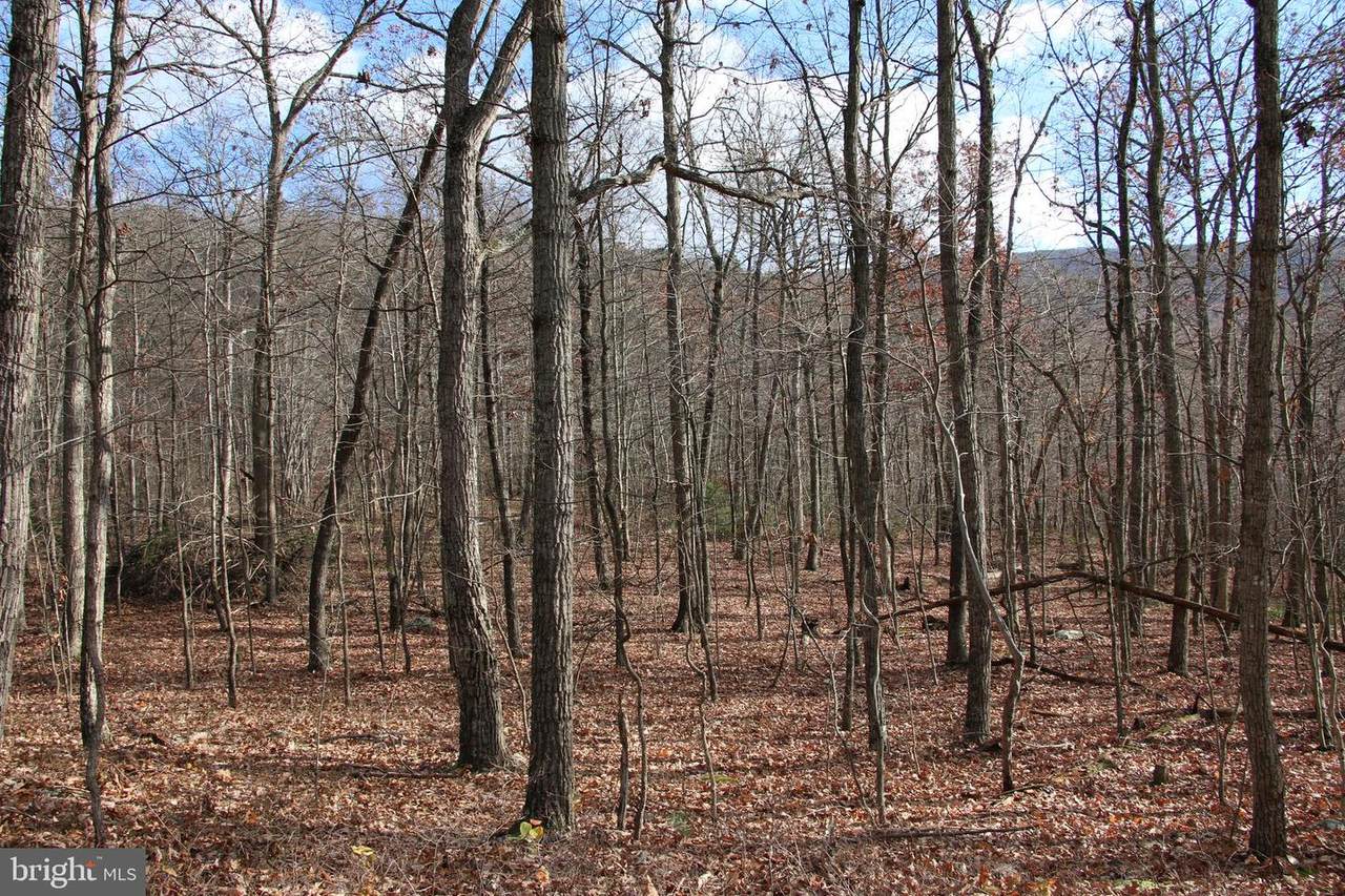 Forest Lane - Photo 1