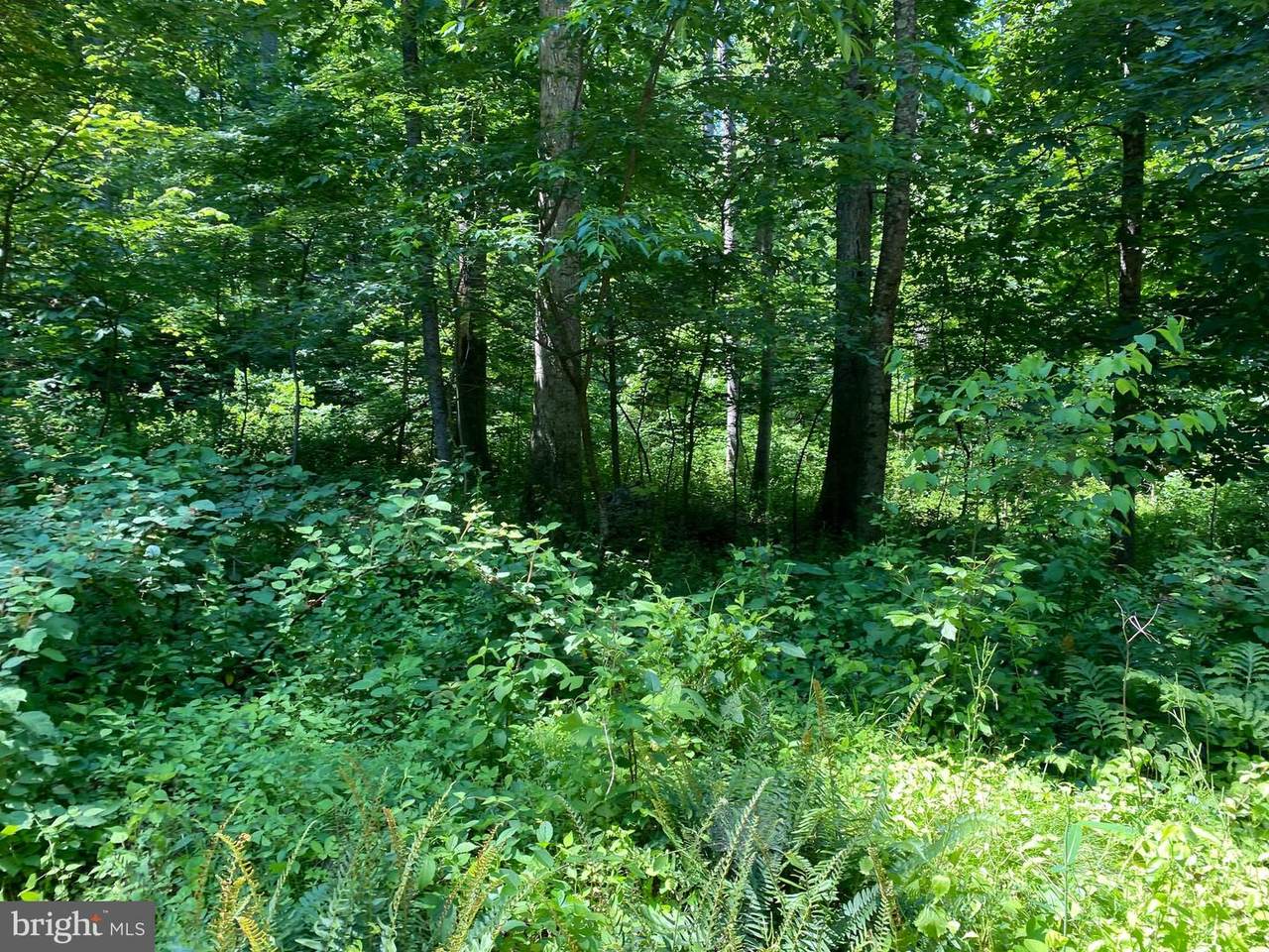 Lot 129 Flop Ear Road - Photo 1