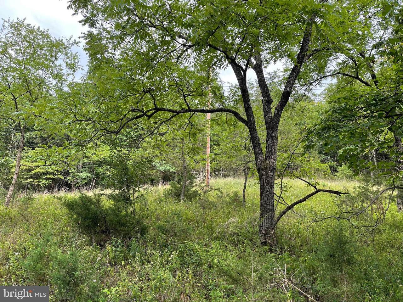Scarlet Oak L Lane - Photo 1