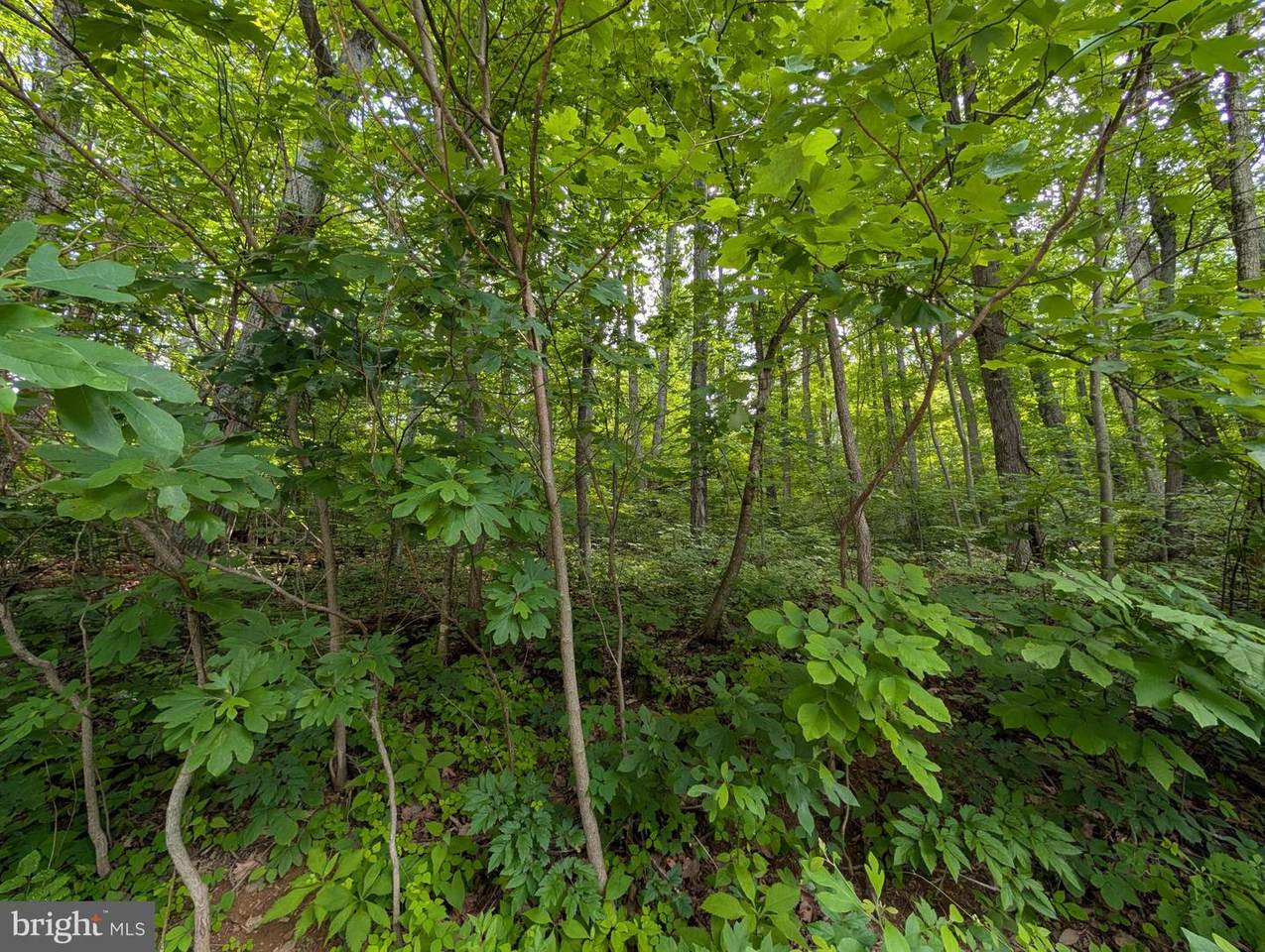 Lot 106 Bluebird Way - Photo 1