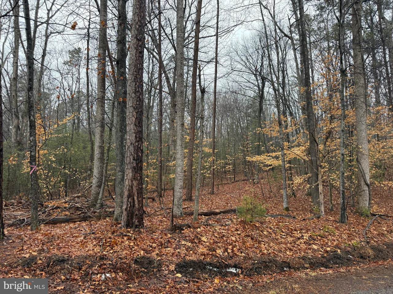 0 Tatum School Road - Photo 1