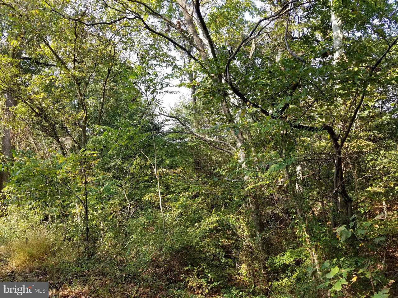 Orange Springs Road - Photo 1