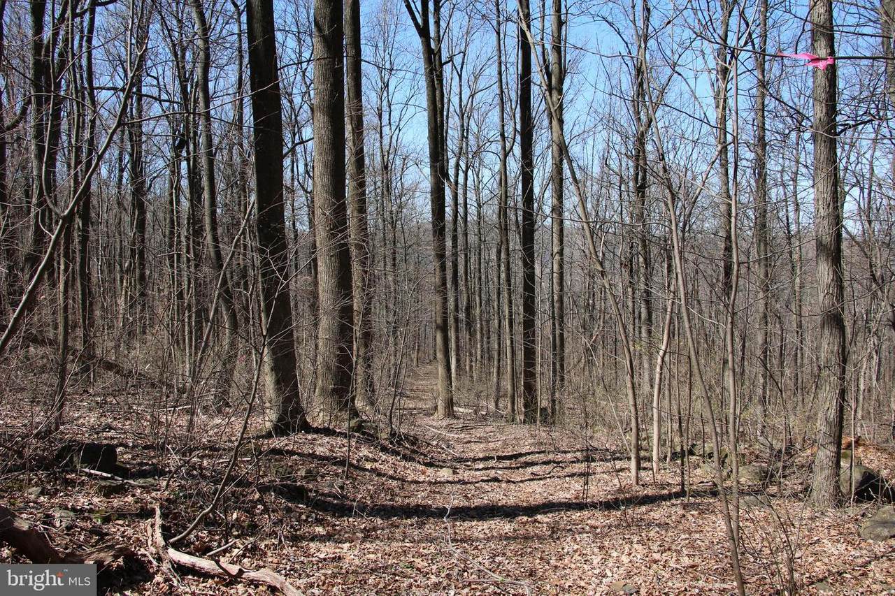 Forest Drive - Photo 1