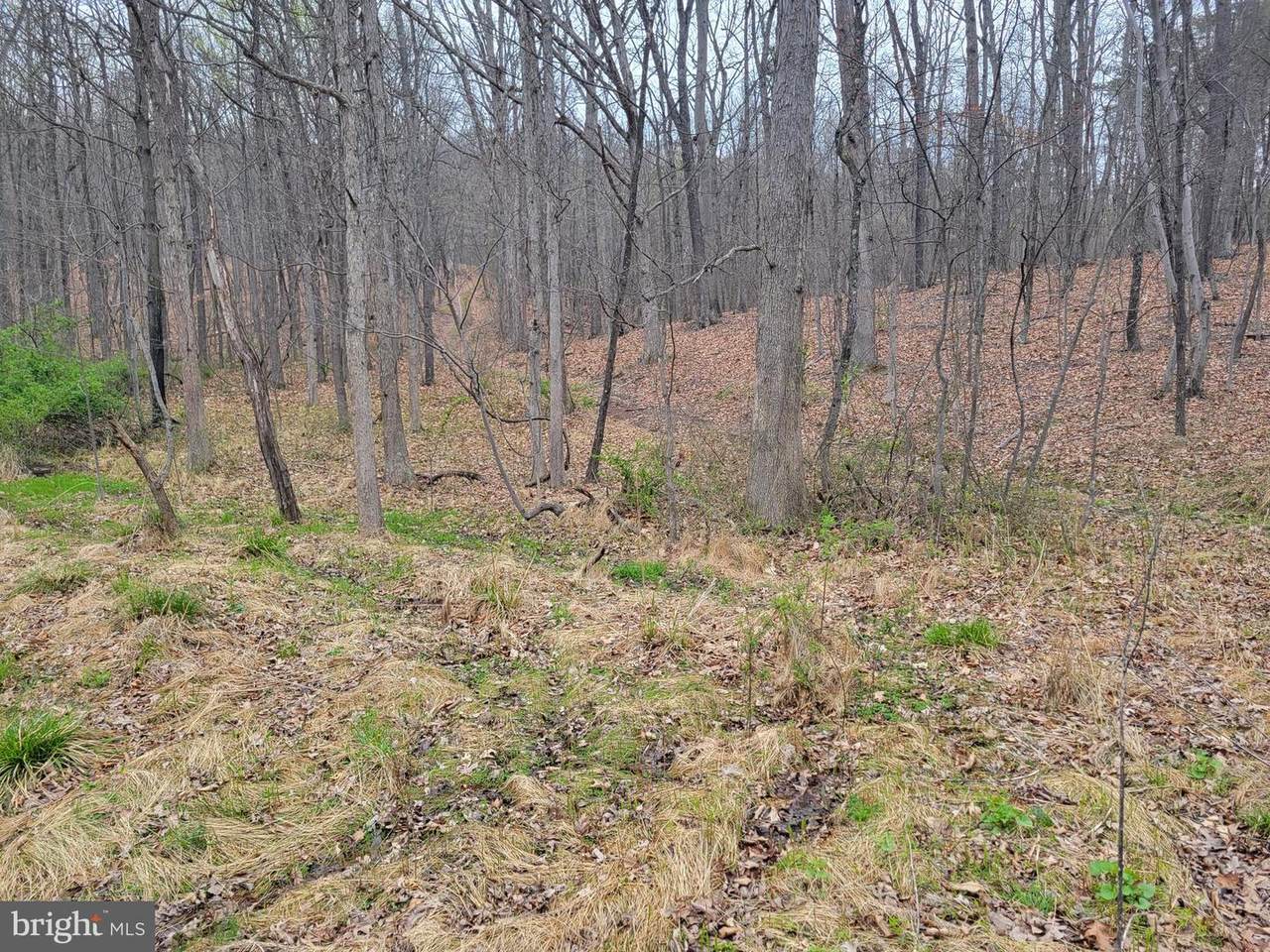 Pin Oak Road - Photo 1