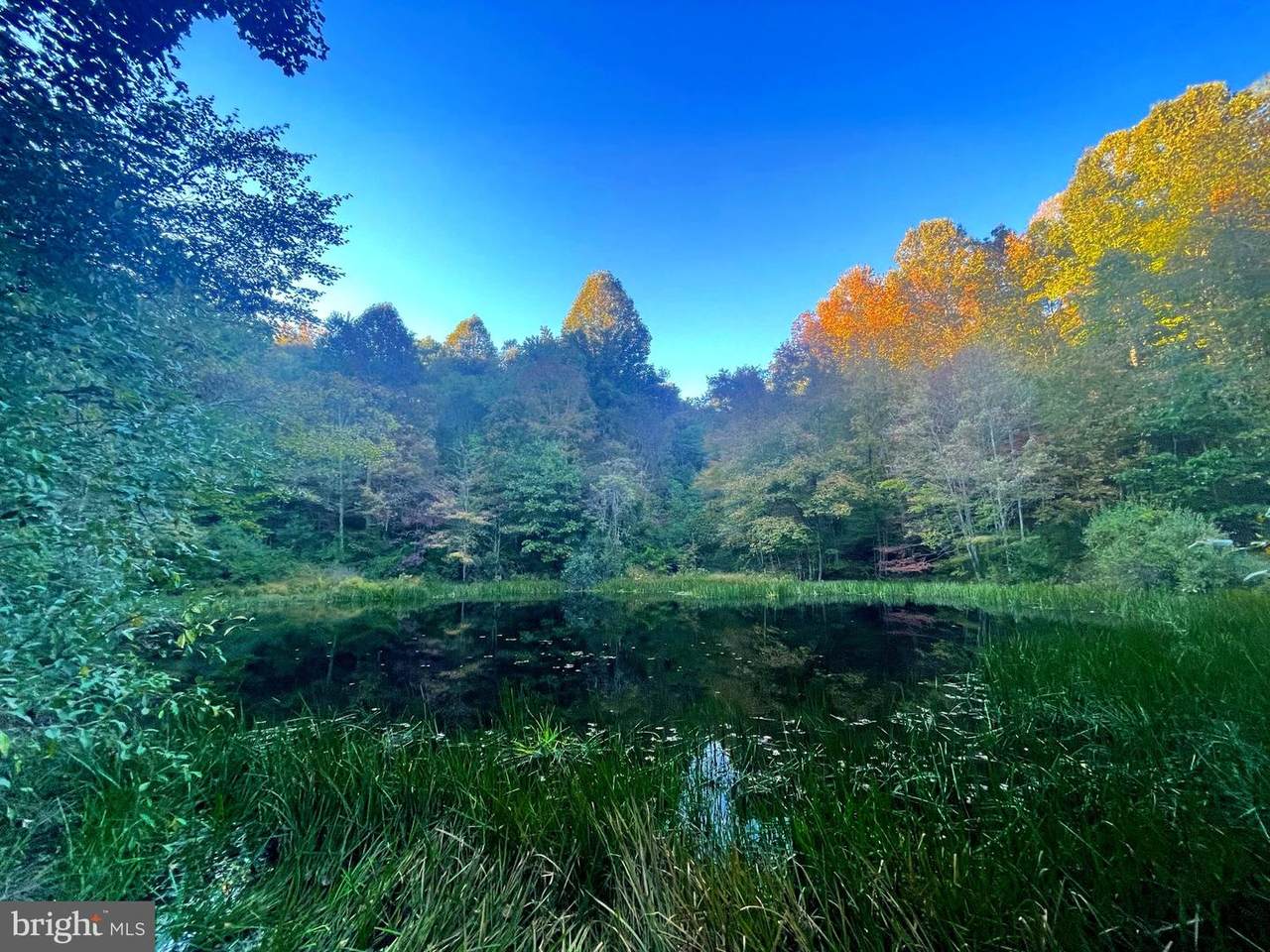 TBD Lafone Hollow Road - Photo 1