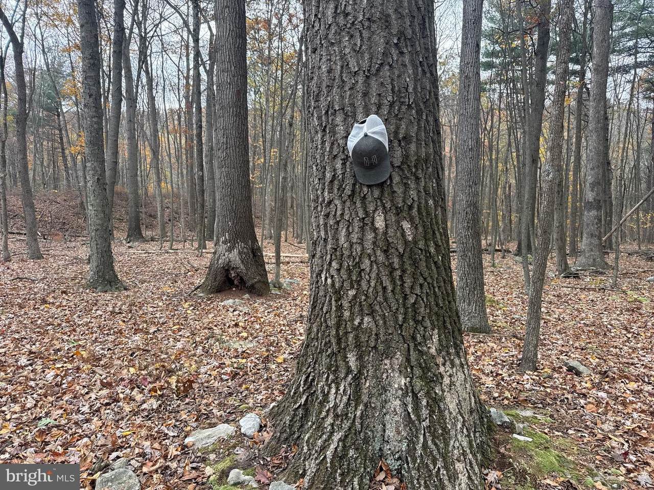 TRACT 3: 13.5+/- ACR Coles Valley Rd - Photo 1