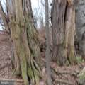 34.77 Acres Red Oak Estate - Photo 18