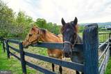 36181 Foxlore Farm Lane - Photo 87