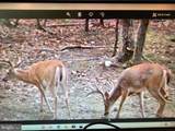  Walnut Ridge Road - Photo 2