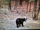  Walnut Ridge Road - Photo 3