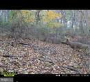 3440 Kitzmiller Road - Photo 19
