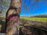 12.42 Acres Bull Neck Road - Photo 13