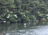 8206 Skipjack Drive - Photo 106