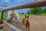 3899 Bixler Church Road - Photo 36