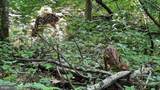 2948 Hog Hollow Road - Photo 61
