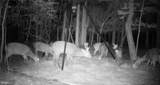  Robinson Neck Road - Photo 5