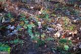 Lot 17 Gaither Road - Photo 15