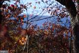 152.44 Acres Lot 2 Laurel Grove Road - Photo 7