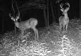 Lot 46 Pee Wee Lane - Photo 58