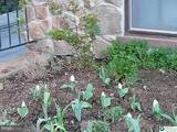 1225 Walnut - Photo 9
