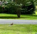 10 Loblolly Rd - Photo 26