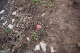  Dominion Road - Photo 55