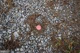  Dominion Road - Photo 57