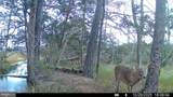 24227 Thicket Point Lane - Photo 79