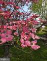 403 Chestnut Street - Photo 40