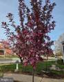 403 Chestnut Street - Photo 41