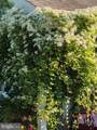 403 Chestnut Street - Photo 45